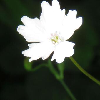 Silene alpestris