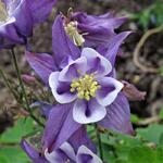 Aquilegia caerulea 'SPRING MAGIC Blue & White' - 