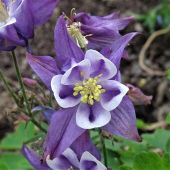 Aquilegia caerulea 'SPRING MAGIC Blue & White'