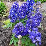 Delphinium 'GUARDIAN Blue' - 