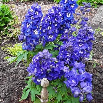 Delphinium 'GUARDIAN Blue'