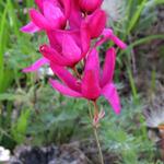 Ixia 'Mabel' - 