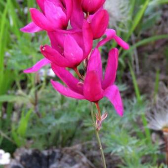 Ixia 'Mabel'