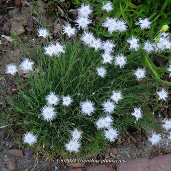 Dianthus plumarius