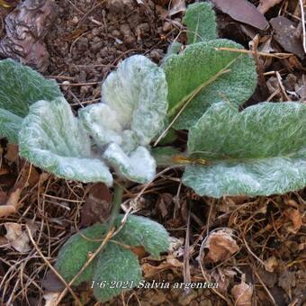 Salvia argentea