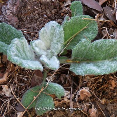 Salvia argentea - Silber-Salbei - Salvia argentea