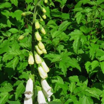 Digitalis purpurea 'Alba'