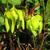 Sarracenia flava