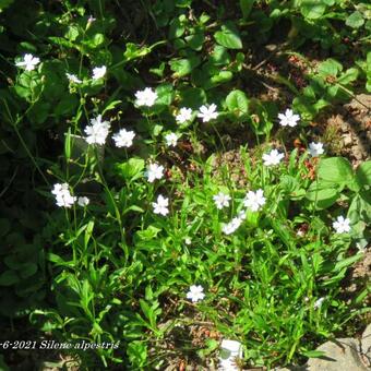 Silene alpestris