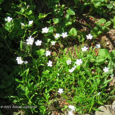 Silene alpestris - 