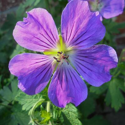 Geranium 'Sirak' - Geranium 'Sirak'