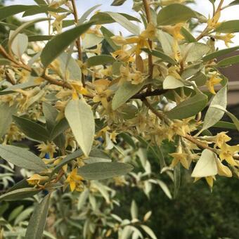 Elaeagnus 'Quicksilver'