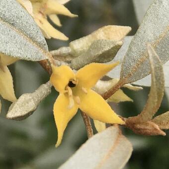 Elaeagnus 'Quicksilver'