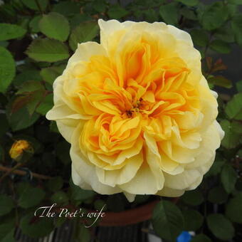 Rosa 'The Poet's Wife'