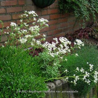 Saxifraga cotyledon var. pyramidalis