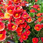 Nemesia x hybrida 'LYRIC Orange' - 