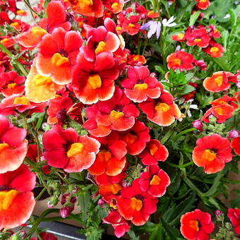 Nemesia x hybrida 'LYRIC Orange'