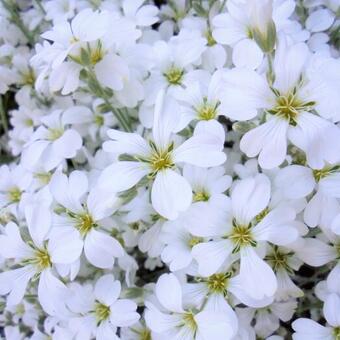 Cerastium biebersteinii