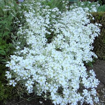 Cerastium biebersteinii