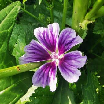 Malva sylvestris 'Blue Fountain'