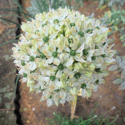 Allium nigrum - 