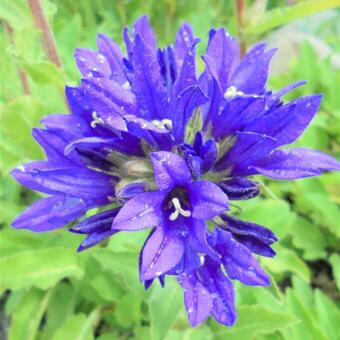 Campanula glomerata