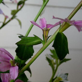 Scaevola MIXMASTERS 'Fancy Rose'