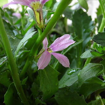 Scaevola MIXMASTERS 'Fancy Rose'