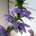 Scaevola MIXMASTERS 'Fancy Blue' - 