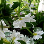 Scaevola MIXMASTERS 'Fancy White' - 