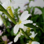 Scaevola MIXMASTERS 'Fancy White' - 