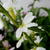 Scaevola MIXMASTERS 'Fancy White'