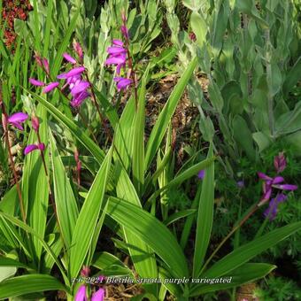 Bletilla striata purple variegated