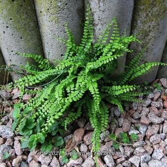 Asplenium trichomanes