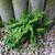 Asplenium trichomanes