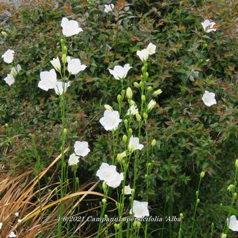 Campanula persicifolia 'Alba'