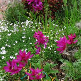 Ixia 'Mabel'