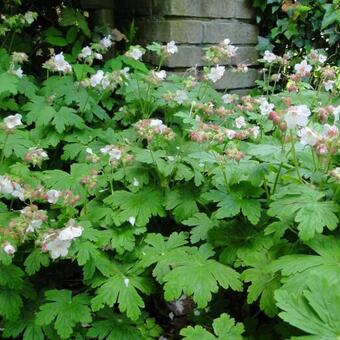 Geranium macrorrhizum 'Spessart'