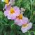 Helianthemum 'Rhodanthe Carneum'