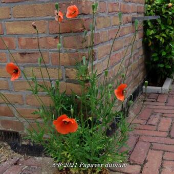 Papaver dubium