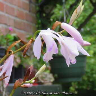 Bletilla striata 'Roseum'