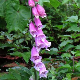 Digitalis purpurea