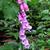 Digitalis purpurea