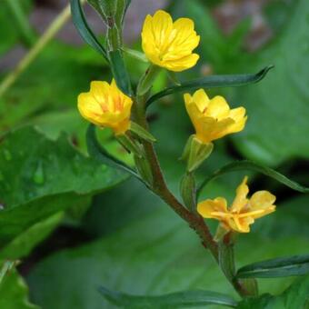 Oenothera perennis