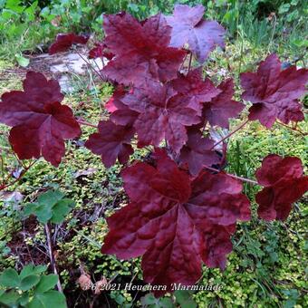 Heuchera 'Marmalade'