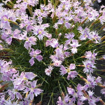 Dianthus gratianopolitanus 'La Bourboule'