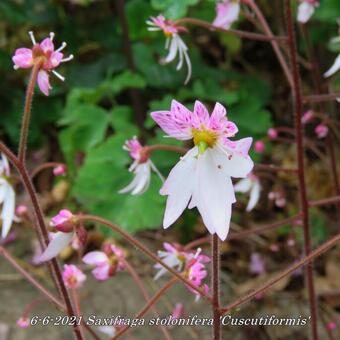 Saxifraga stolonifera 'Cuscutiformis'