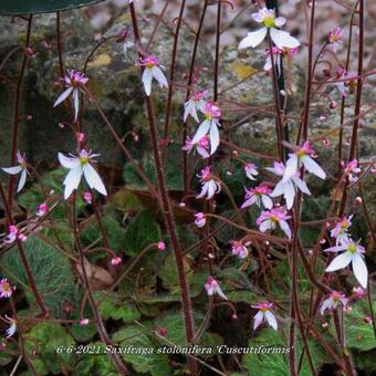 Saxifraga stolonifera 'Cuscutiformis'