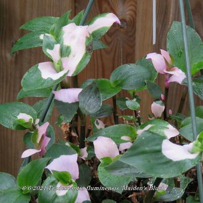 Tradescantia fluminensis 'Maiden's Blush' - 