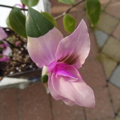 Tradescantia andersoniana 'Blushing Bride' - 